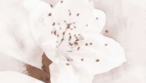 怎样招好桃花