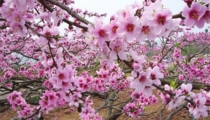 烂桃花太多怎么办 斩烂桃花六字咒