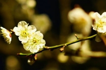 搬家风水遇火日怎么办,做好这几项就可以很好的化解