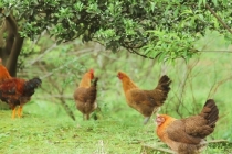天然彩虹眼黑曜石辟邪吗,注意几个禁忌,否则彩虹眼变魔鬼眼