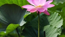 教你招桃花运