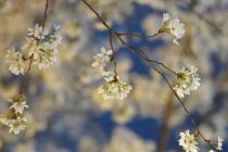 柚子叶为什么驱邪,柚子叶驱邪去晦气的方法