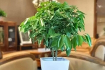 客厅有这些东西会让你事业受阻生意受困，赶紧拿走