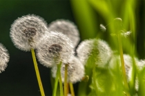 做情降会有因果报应吗？详细说明泰国情降