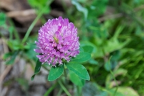 有一种久病不愈 需要道长来帮你化解