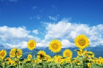 为何入住新居后久病不愈,今天就来探讨其原因