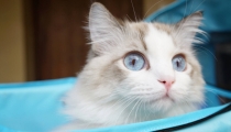 猫咪做噩梦怎么回事,你想要了解的都在这