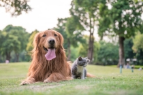 怎样给狗超度，更好的表达出自己的祝福