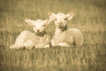 白羊座今日运程每日运势查询，8月运势分析