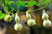 6种家中镇宅驱邪风水摆件，家里摆一件，家运越来越好