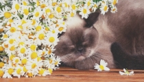 黑猫辟邪的说法是否正确 如何正确的辟邪呢