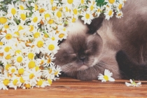 黑猫辟邪的说法是否正确 如何正确的辟邪呢