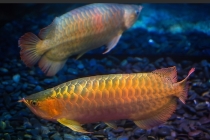 办公室鱼缸风水禁忌，这6大禁忌一定不要犯，否则影响运势