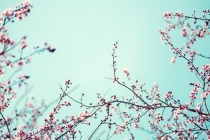 桃树的辟邪很好，桃树的风水作用有很多