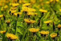 祭拜的时候，酒和食物真的会有东西来吃吗