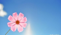 如何催旺自己的桃花运?招桃花很灵的方法。